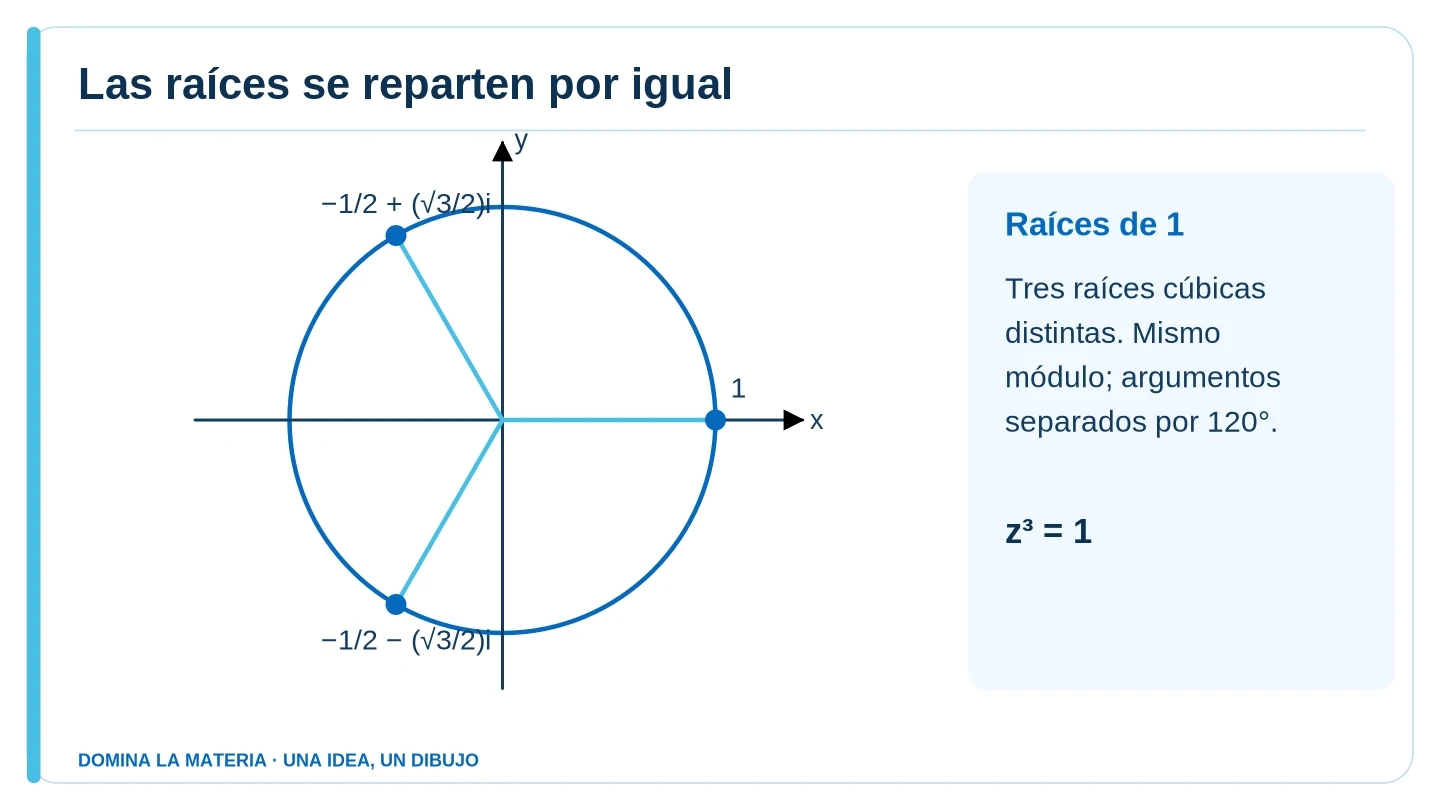 Las raíces se reparten por igual. Descripción en el texto contiguo.